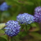 紫陽花(3) 230605-414 