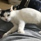 溶ける猫