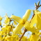 yellow flower