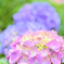 6月初旬の紫陽花