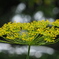 フェンネルの花