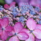 額紫陽花・・・A
