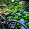 雨に濡れる紫陽花と自転車