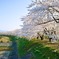 角館の桜