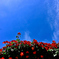 薔薇・青空