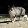 野良猫ですけど何か？