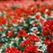 classical  rose