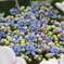 額紫陽花・・・❹