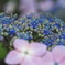 額紫陽花・・・❸