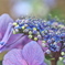 額紫陽花・・・❷