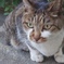 ねこ