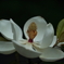 白磁のような泰山木の花①