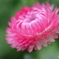 街の花