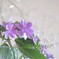 紫陽花
