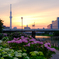 夕暮れの紫陽花