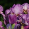 菖蒲