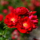 薔薇