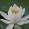 道後公園、蓮の花