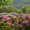 斜陽の紫陽花