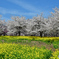 桜と菜の花