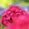 梅雨時の華～xvii