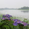 雨の朝　紫陽花の向こうは