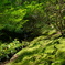 風薫る慈照寺４