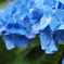 雨の日の紫陽花ブルー