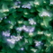 紫陽花うずまく