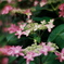 これも紫陽花っぽい