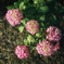 野生の紫陽花