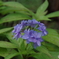 雨上がりの紫陽花4（美山八重紫）