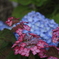 紫陽花