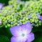 亀山城の紫陽花 3