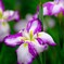 亀山城の花菖蒲 4