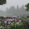 そぼ降る雨　菖蒲の向こうに霞む城沼