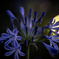 Agapanthus