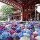 太宰府天満宮の花手水紫陽花④