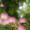 朝の花火...みたいね♪