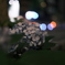 夜のあじさい