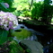 紫陽花公園