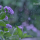 雨音