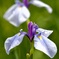 花菖蒲ツインズの舞い