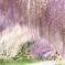 藤のトンネル