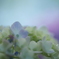 紫陽花(アジサイ)２