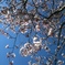 桜2011