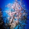 桜2011