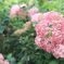紫陽花