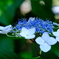DSCF2237