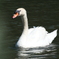名城公園の白鳥